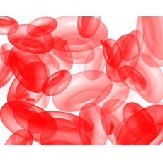 人胚肺二倍體細胞；KMB-17	
