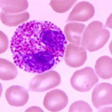 小鼠雜交瘤細胞；HJY-2 ant_HLA-G	