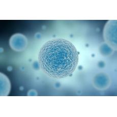小鼠雜交瘤細胞株；JF-IgD	